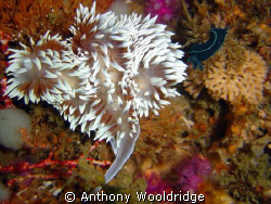 Nudibranch taken at Thunderbolt reef, Port Elizabeth. Son... by Anthony Wooldridge 